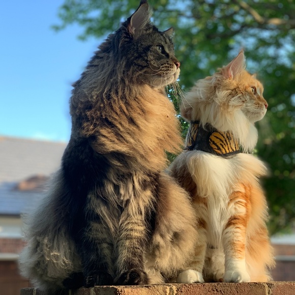 Meet the boys! - Picture 7 of 13